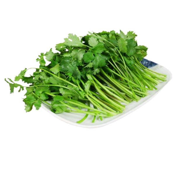 Fresh Coriander leaves with roots